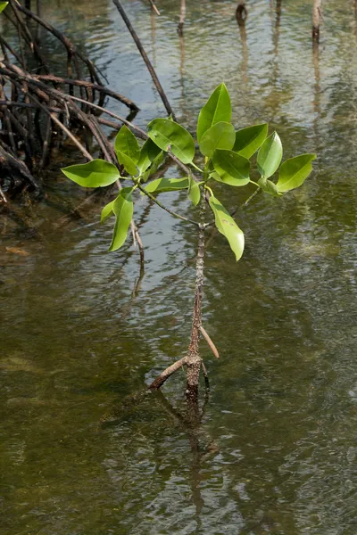 Мангровые деревья в мангровых лесах — стоковое фото