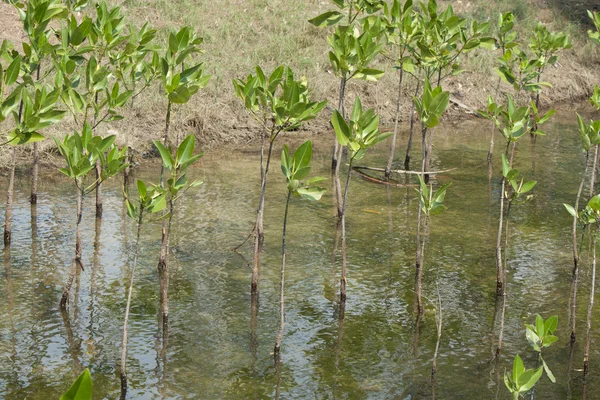 Mangrovie nella foresta di mangrovie — Foto Stock