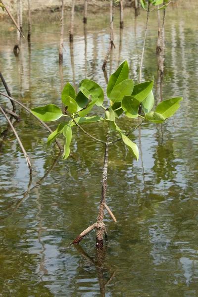 Мангрових в мангрових лісів — стокове фото