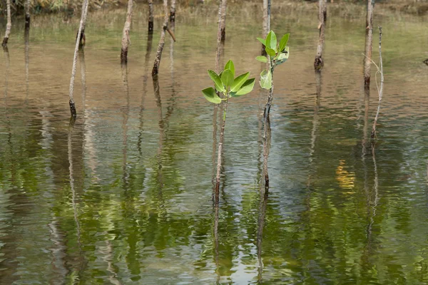 Mangrove im Mangrovenwald — Stockfoto