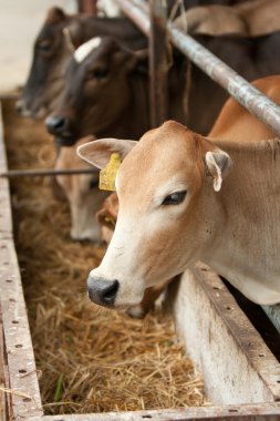 Çiftlikteki inekler