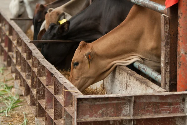 Çiftlikteki inekler