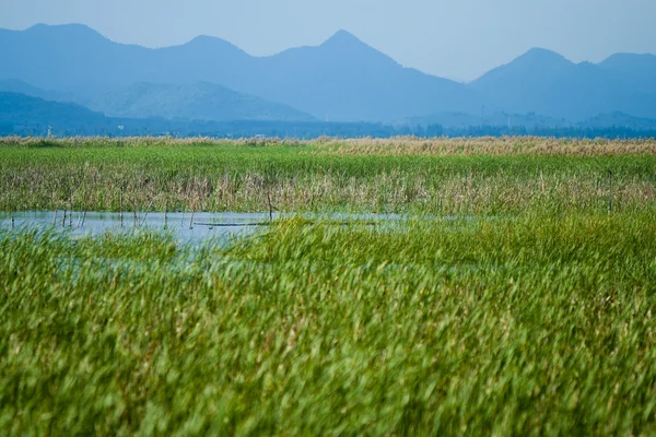Saftig grüne Reisfelder — Stockfoto