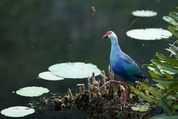 Uccello nel lago di loto — Foto Stock