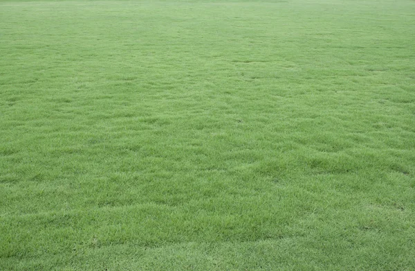 Grass Background. — Stock Photo, Image