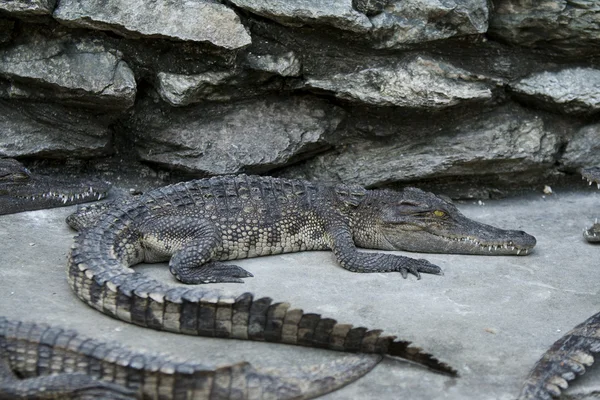 Piccolo coccodrillo — Foto Stock