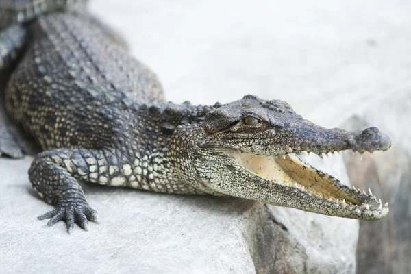 Small crocodile — Stock Photo, Image