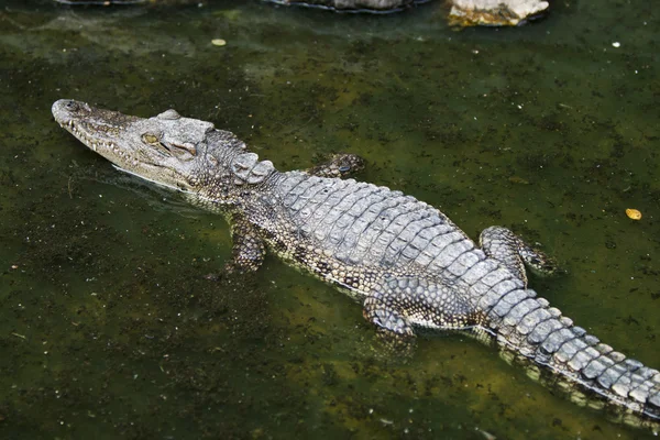 Malý krokodýl — Stock fotografie