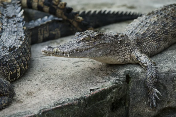 Crocodilo pequeno — Fotografia de Stock