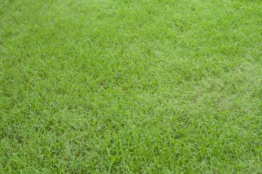 Yeşil çimen doğal arkaplan.