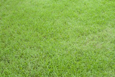 Yeşil çimen doğal arkaplan.