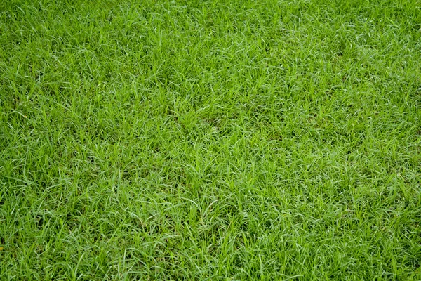 Zielona trawa naturalne tło. — Zdjęcie stockowe