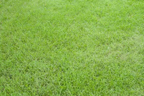 Green grass natural background. — Stock Photo, Image