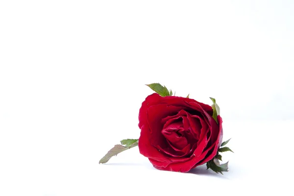 One beautiful red rose on white background — Stock Photo, Image