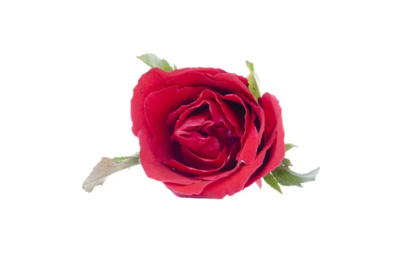 Un trandafir roșu frumos pe fundal alb — Fotografie, imagine de stoc