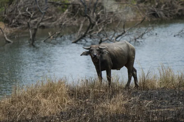 Thailändska buffalo — Stockfoto