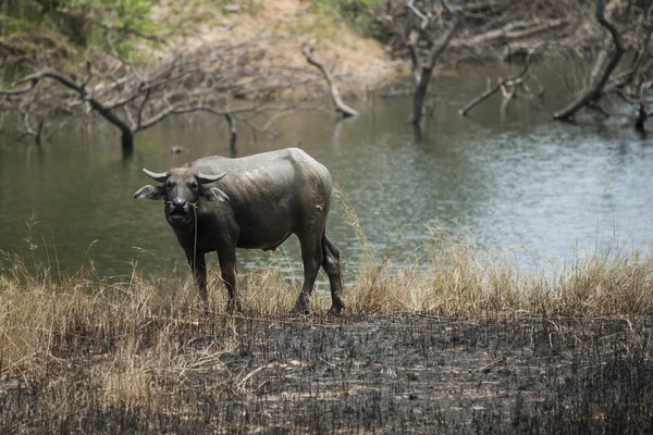 Thailändska buffalo — Stockfoto