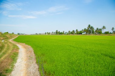 Yeşil pirinç tarlası