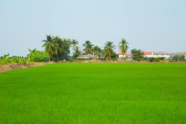 Grönt ris fält — Stockfoto