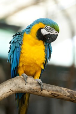 Hayvanat bahçesinde papağan