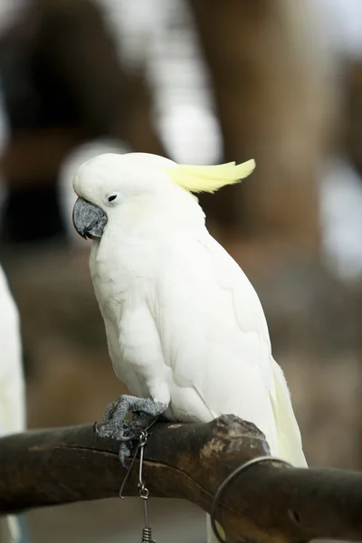 Cockatoo in the park — Zdjęcie stockowe