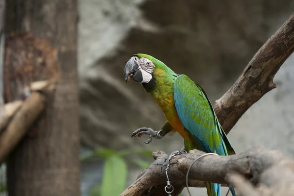 Burung beo di kebun binatang — Stok Foto