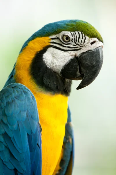 Papegøje i zoo - Stock-foto