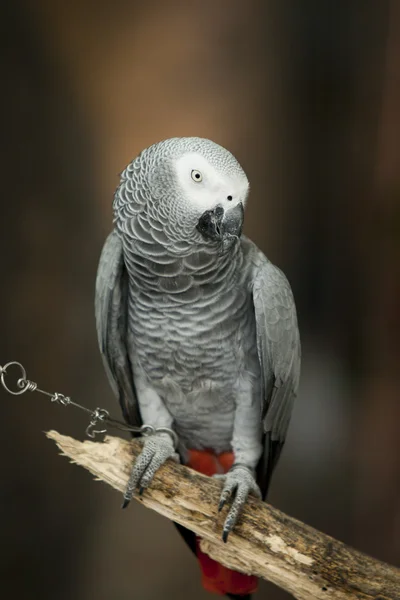 Afrika gri papağanı