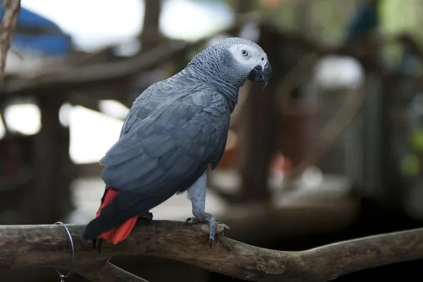 Afrika gri papağanı