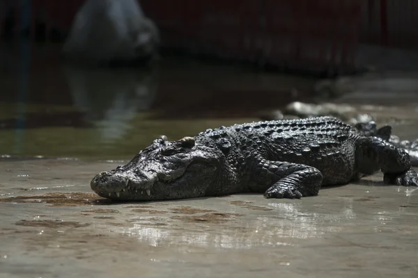 Crocodile — Stock Photo, Image