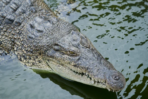 Crocodile — Stock Photo, Image