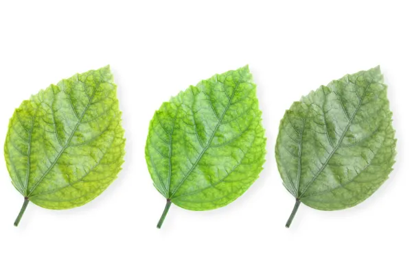 Folha verde isolada sobre fundo branco — Fotografia de Stock