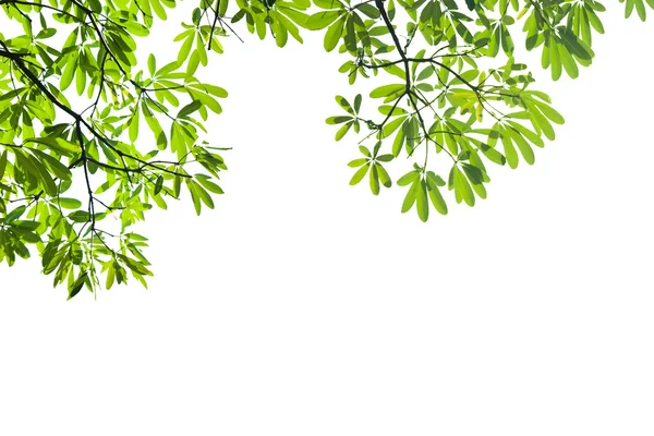 Green leaves — Stock Photo, Image