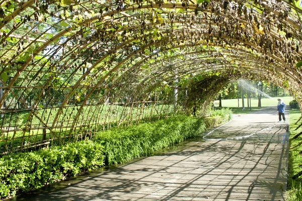 Túnel verde hecho de planta de calabaza —  Fotos de Stock