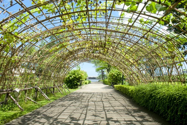 Groene tunnel gemaakt van kalebas plant — Stockfoto