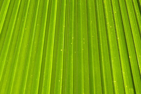 Groene palm laat in de natuur — Stockfoto