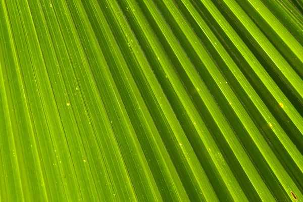 Abstraktes Bild von grünen Palmblättern in der Natur — Stockfoto