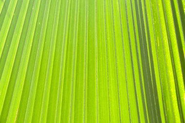 doğada yeşil palmiye yaprakları