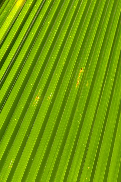 Abstracte beeld van groene palm laat in de natuur — Stockfoto