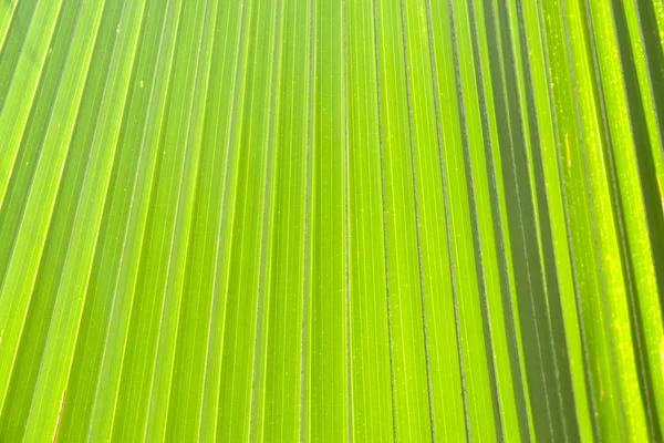 Groene palm laat in de natuur — Stockfoto