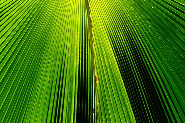 Hojas de palma verde en la naturaleza — Foto de Stock