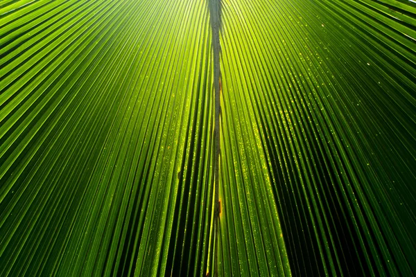 Groene palm laat in de natuur — Stockfoto