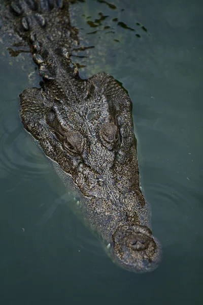 Coccodrillo grande — Foto Stock