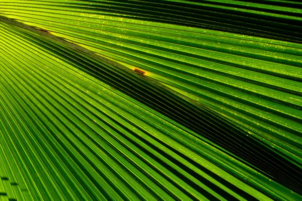 Folhas de palma verde na natureza Imagem De Stock