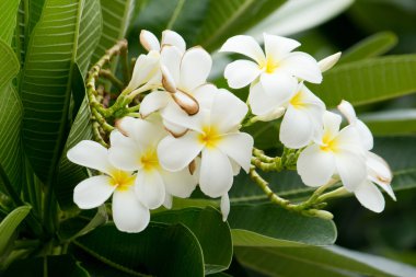 tropik çiçekler frangipani