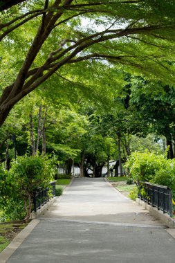 yol için bir parkta ağaç