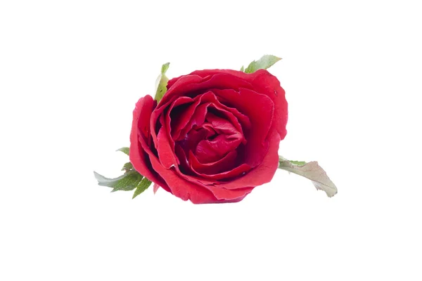 Одна красивая красная роза — стоковое фото