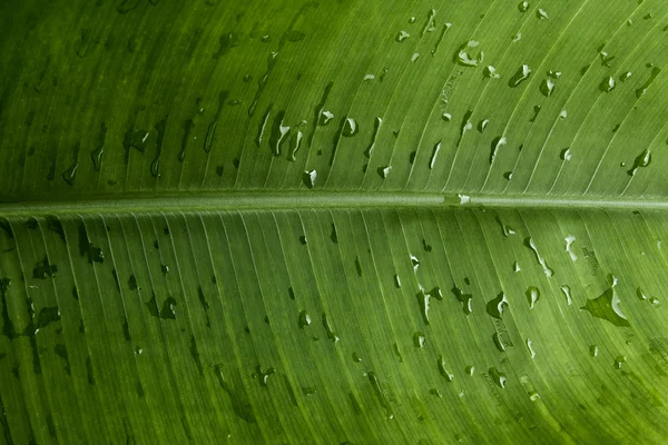 Groen blad — Stockfoto