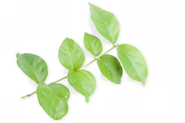 Green leaf — Stock Photo, Image