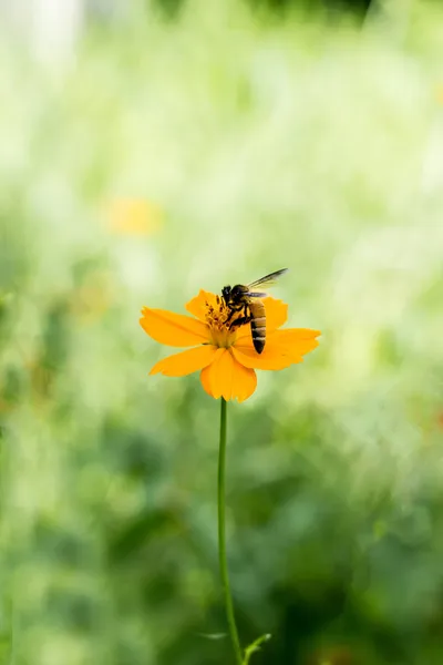 stock image Bee in flower